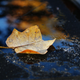 Illustration for article titled Shooting Challenge Fall Leaves Gallery 2